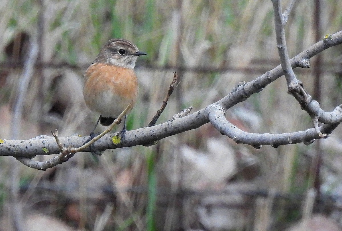European Stonechat - ML646649283