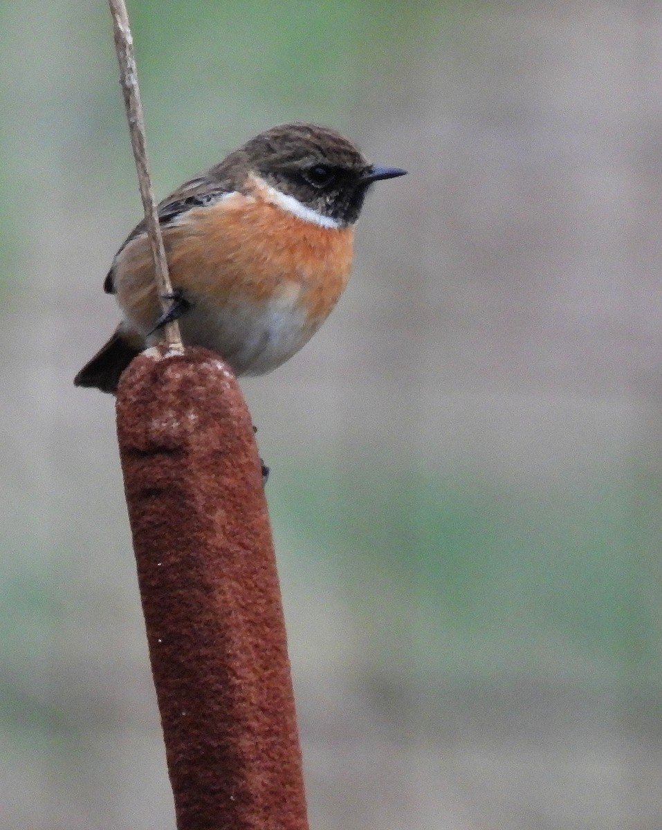 European Stonechat - ML646649284