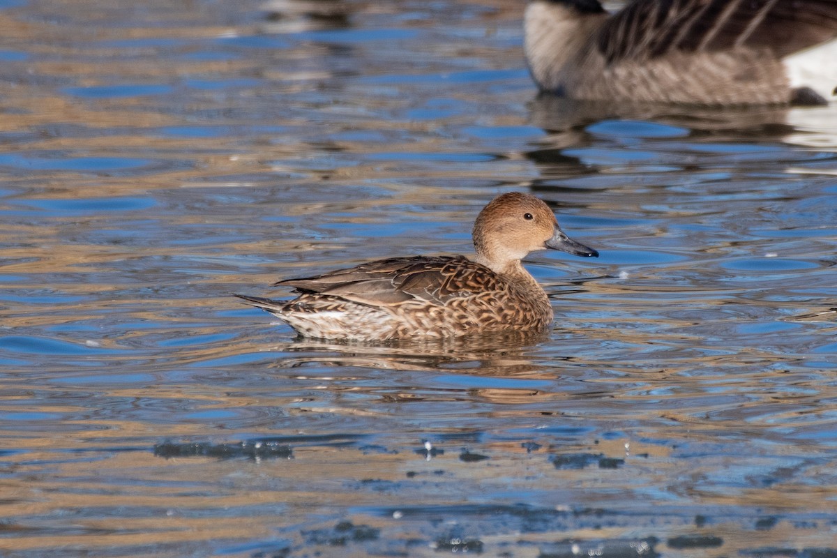 Northern Pintail - ML646649285