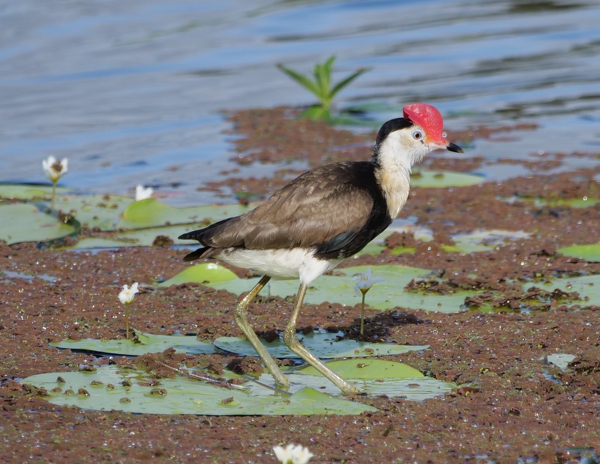 Comb-crested Jacana - ML646649286