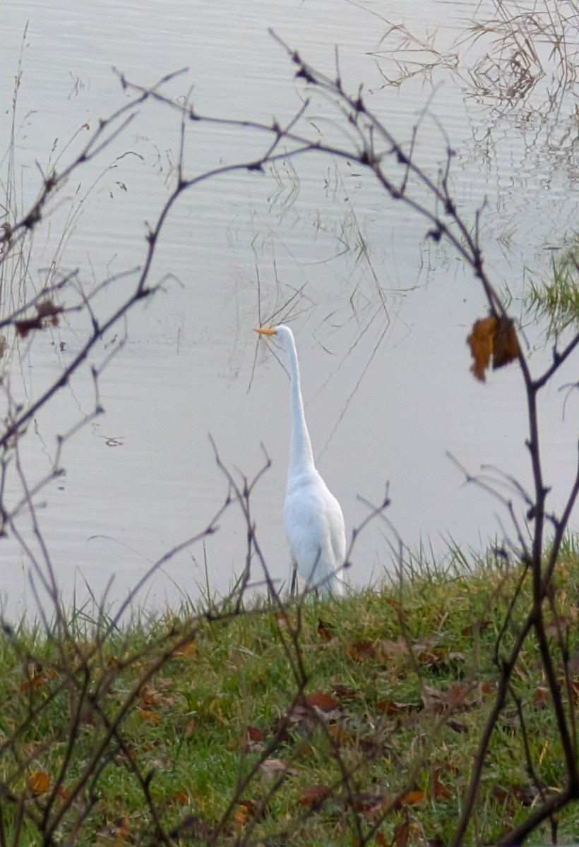 Silberreiher - ML646649287