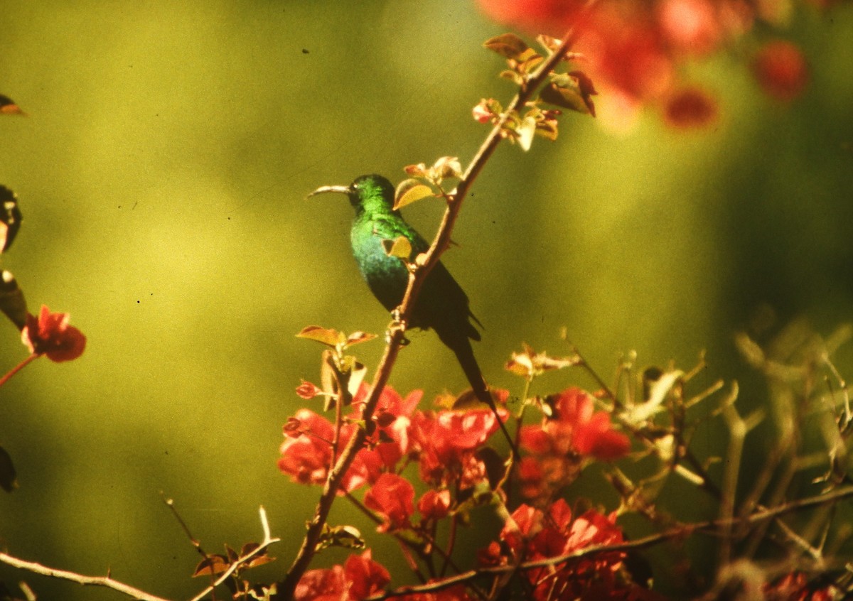 Malachite Sunbird - ML646649288