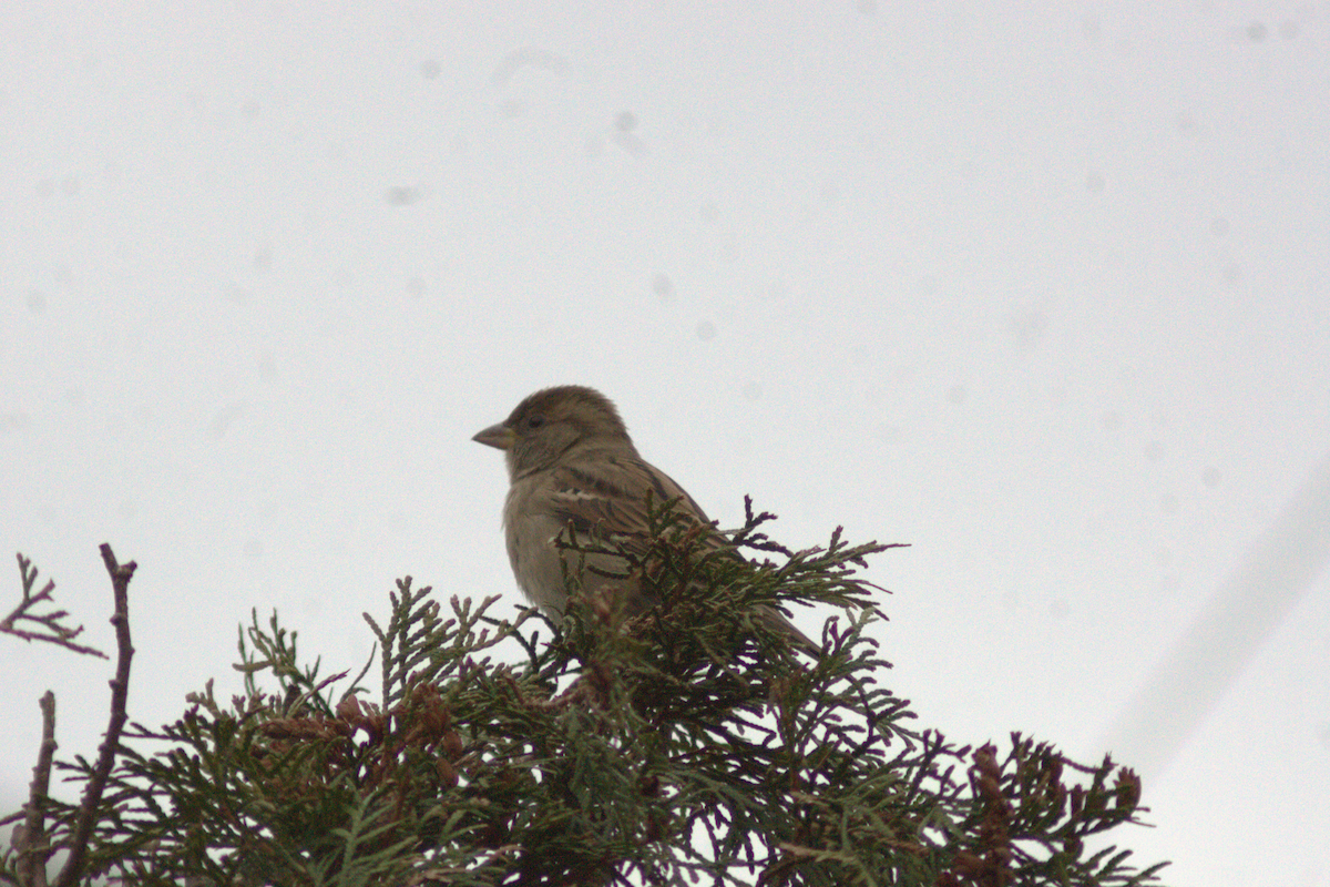 House Sparrow - ML646649289