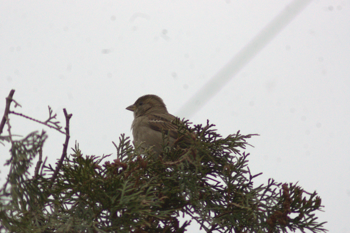 House Sparrow - ML646649290