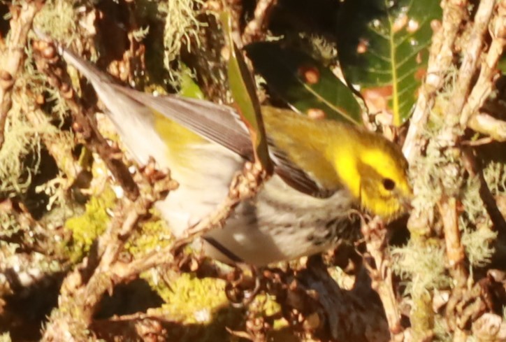 Black-throated Green Warbler - ML646649291