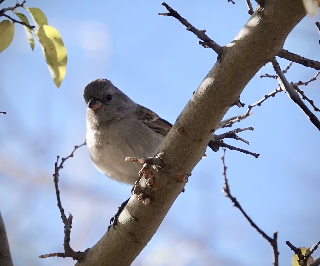 Черногорлая малая овсянка - ML646649292