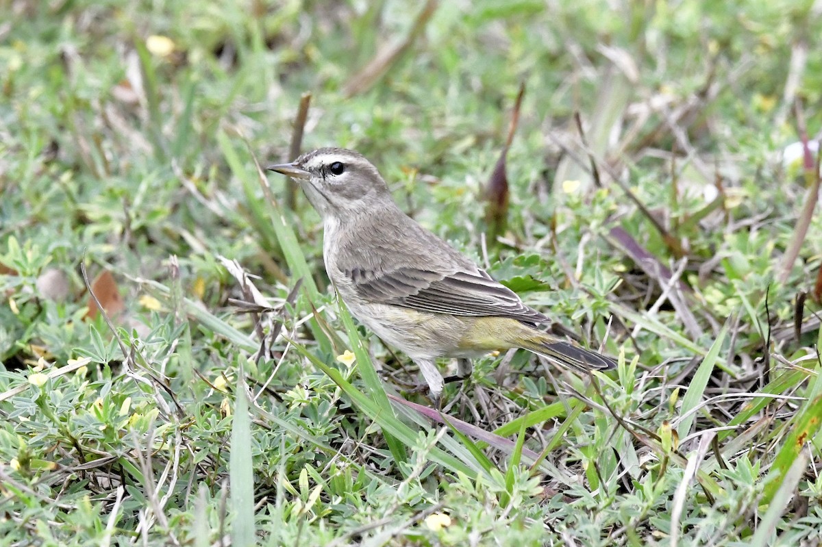Palm Warbler - ML646649293
