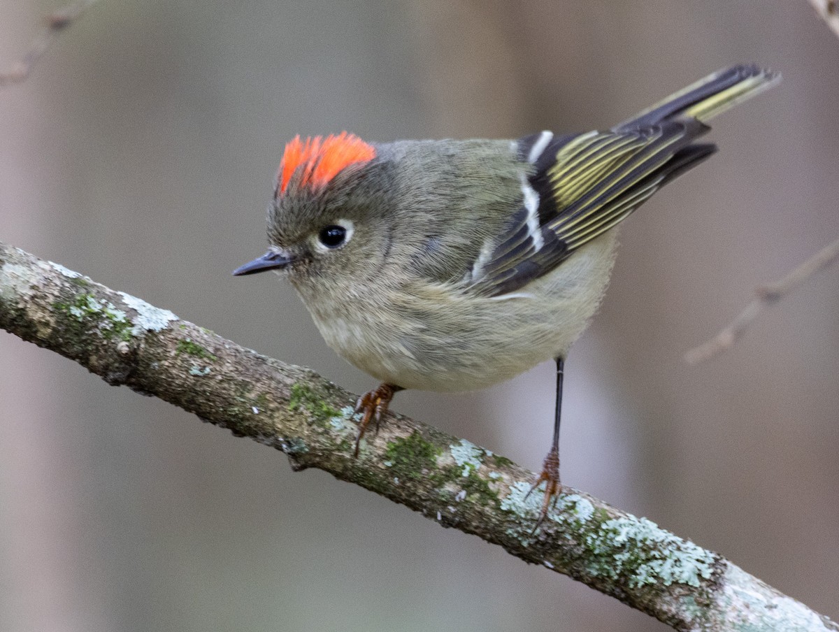 Ruby-crowned Kinglet - ML646649295