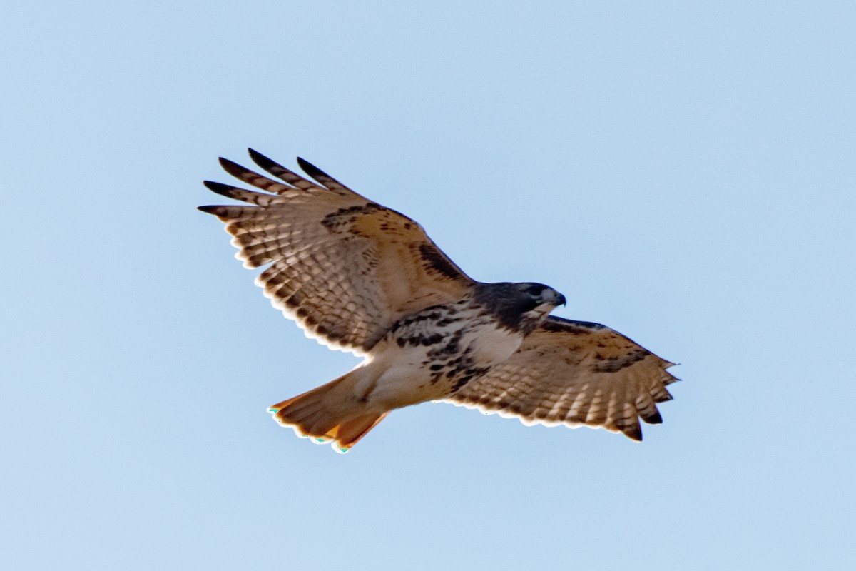 Red-tailed Hawk - ML646649298