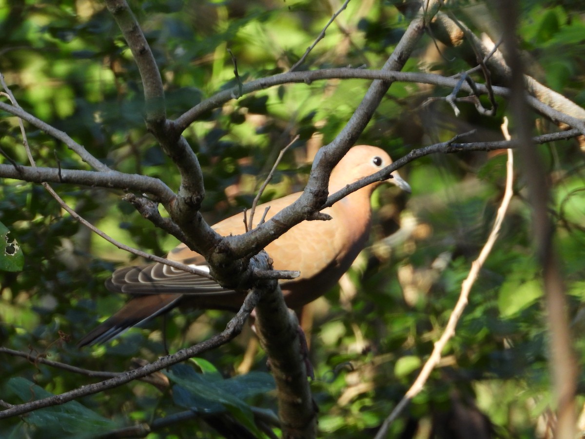 Zenaida Dove - ML646649299