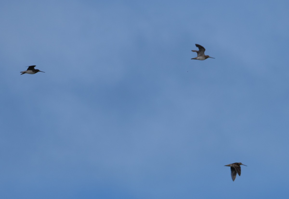 Latham's Snipe - ML646649300