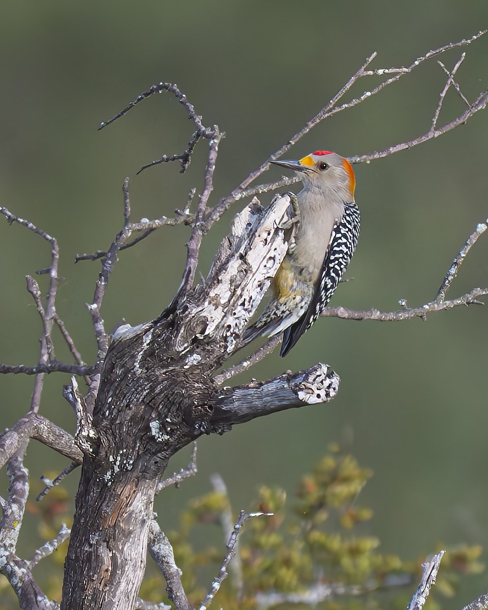 Pic à front doré - ML646649301