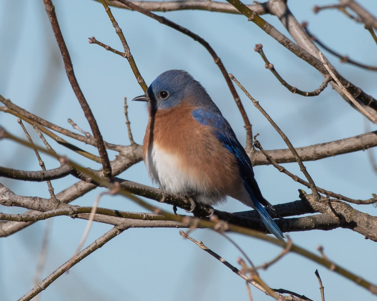 Eastern Bluebird - ML646649302