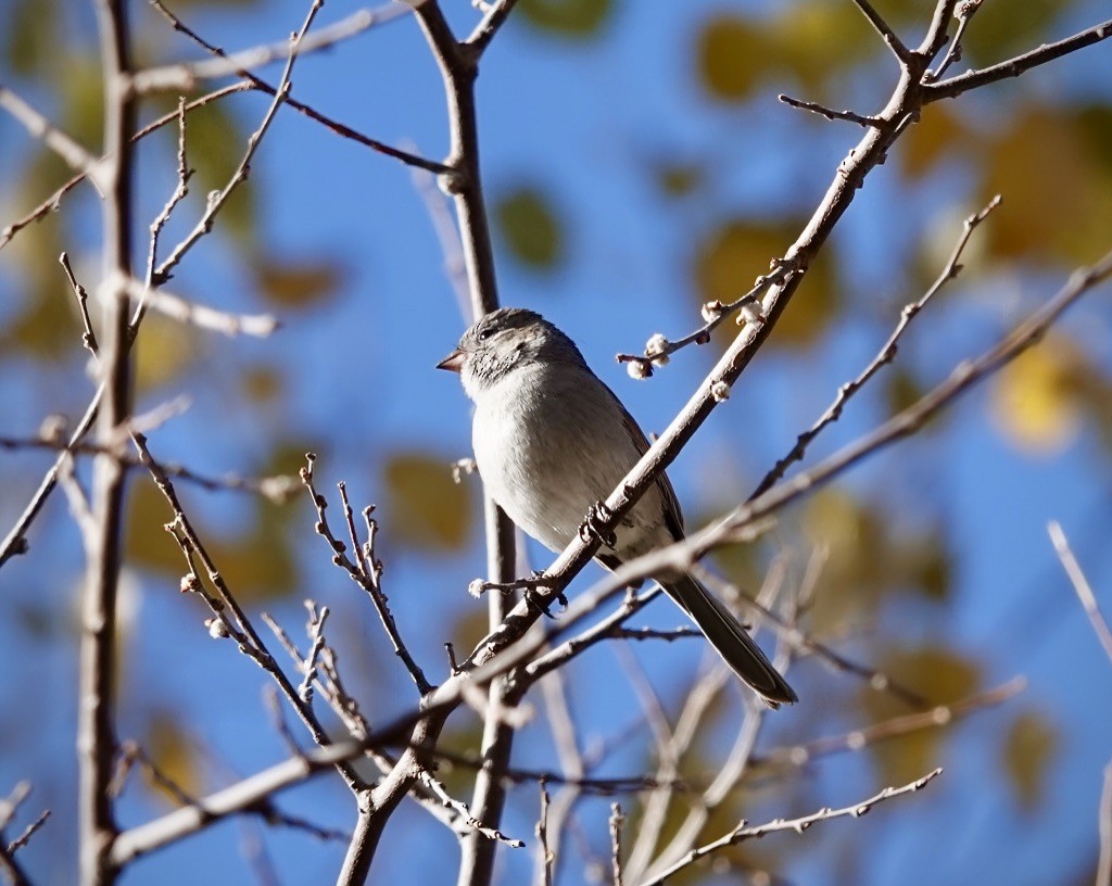 Черногорлая малая овсянка - ML646649307