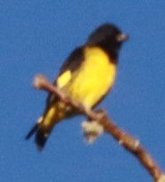 Yellow-bellied Siskin - ML646649308