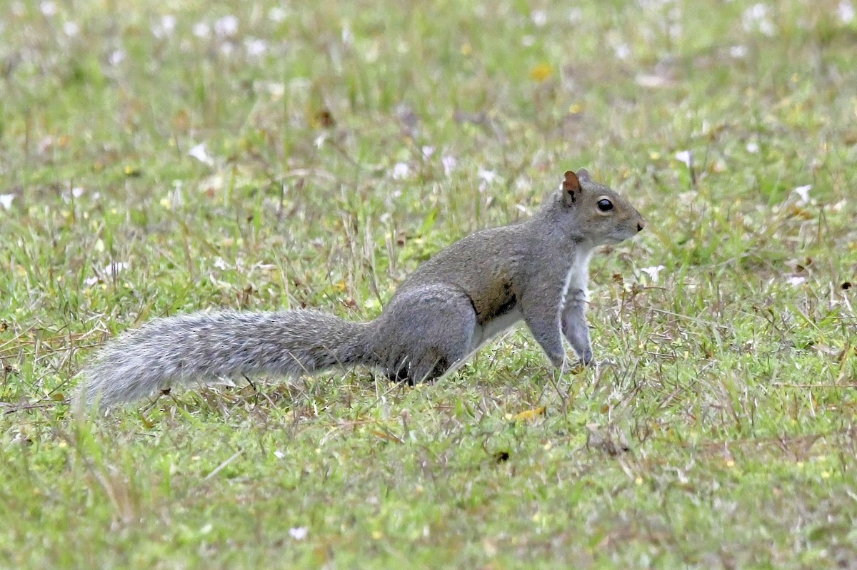 Eastern Gray Squirrel - ML646649310