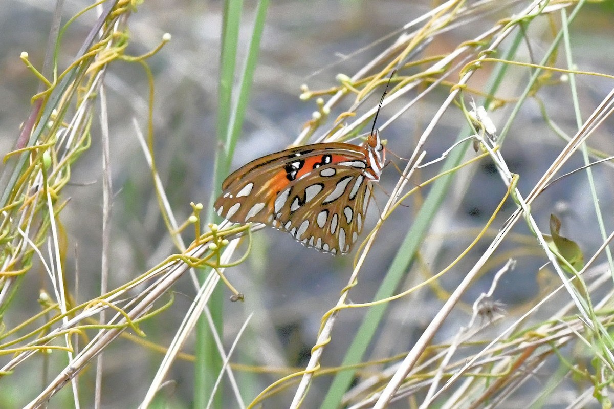 Gulf Fritillary - ML646649311