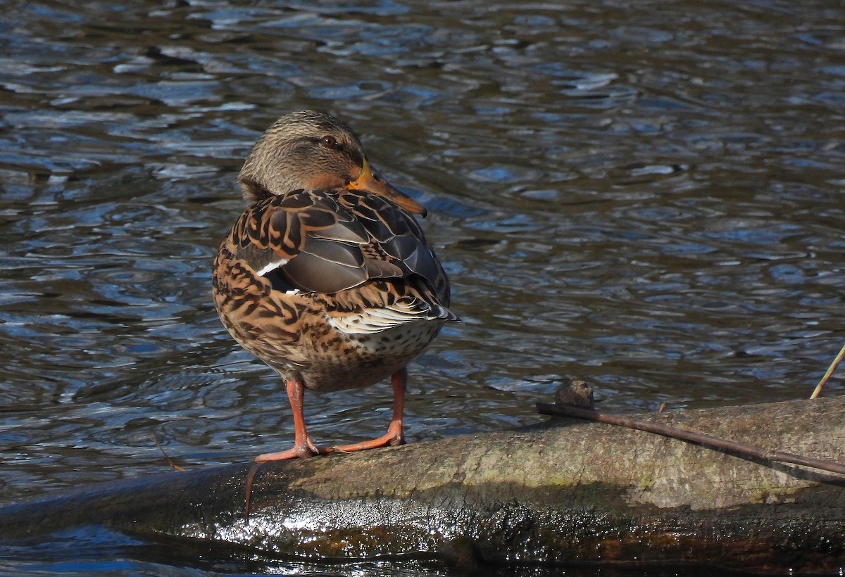 Stockente - ML646649313