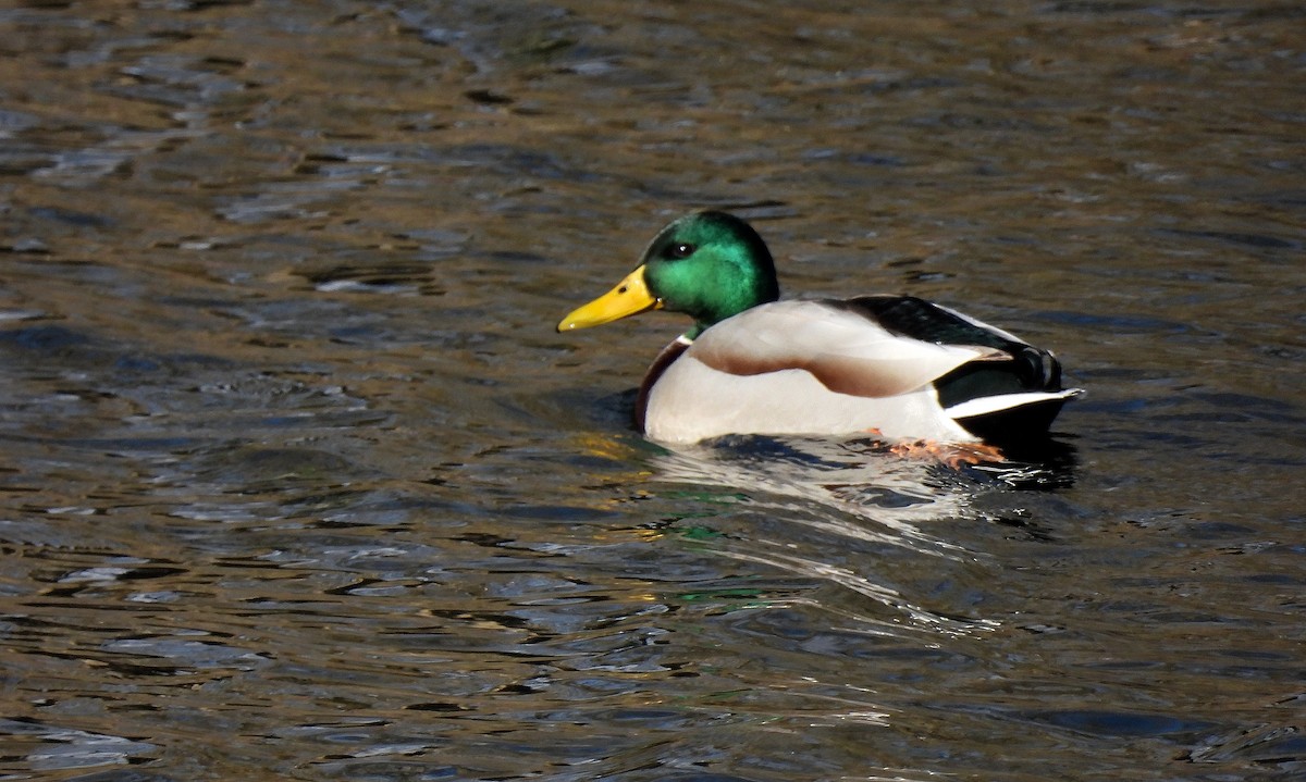 Stockente - ML646649314