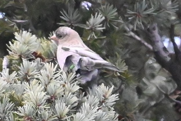 pěnkavice coloradská - ML646649316