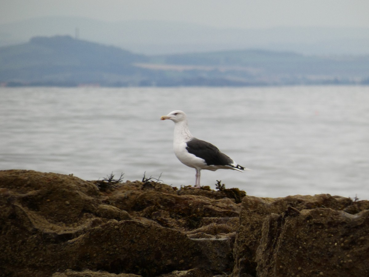 Great Black-backed Gull - ML646649317
