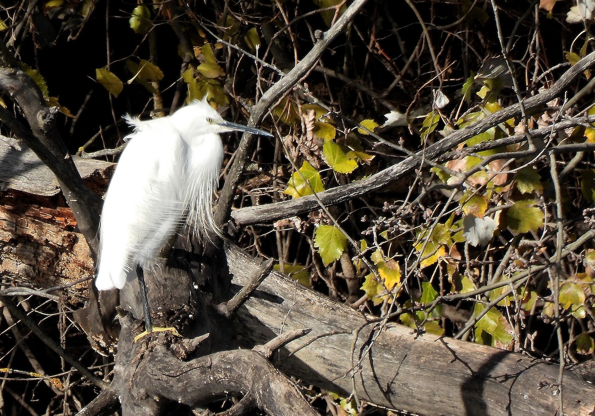 Seidenreiher - ML646649319