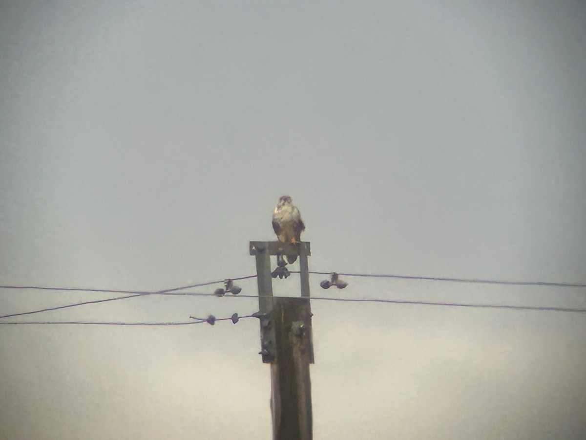 Çayır Doğanı - ML646649322