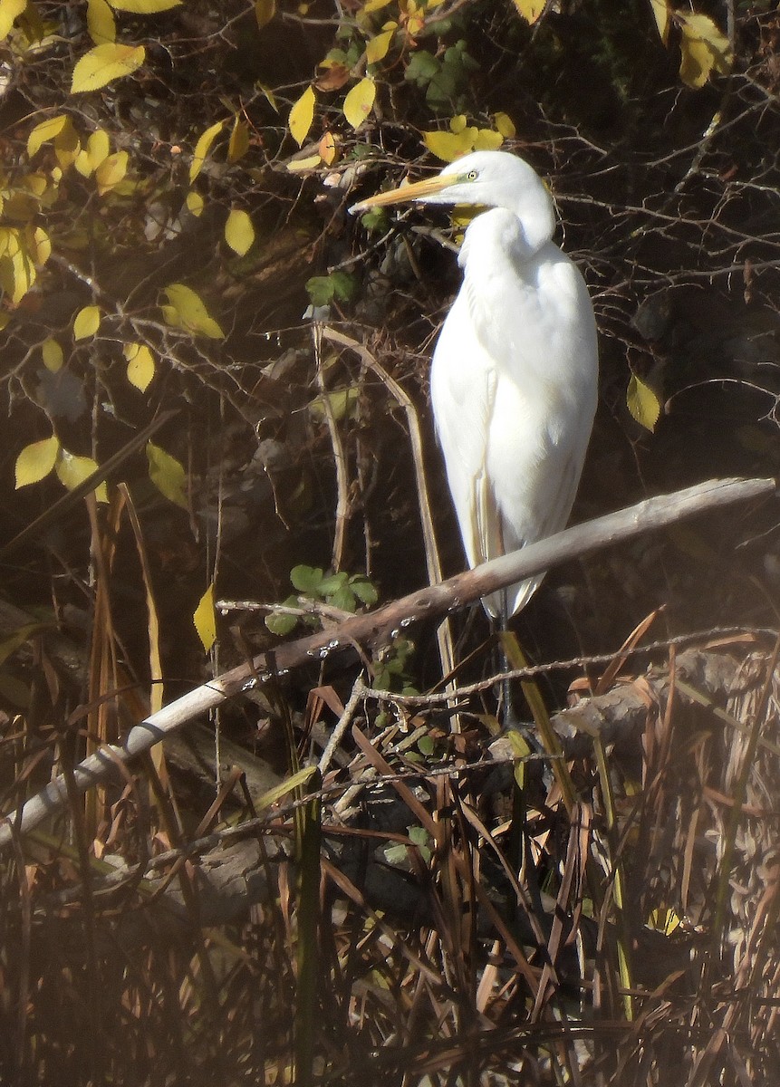 Silberreiher - ML646649323