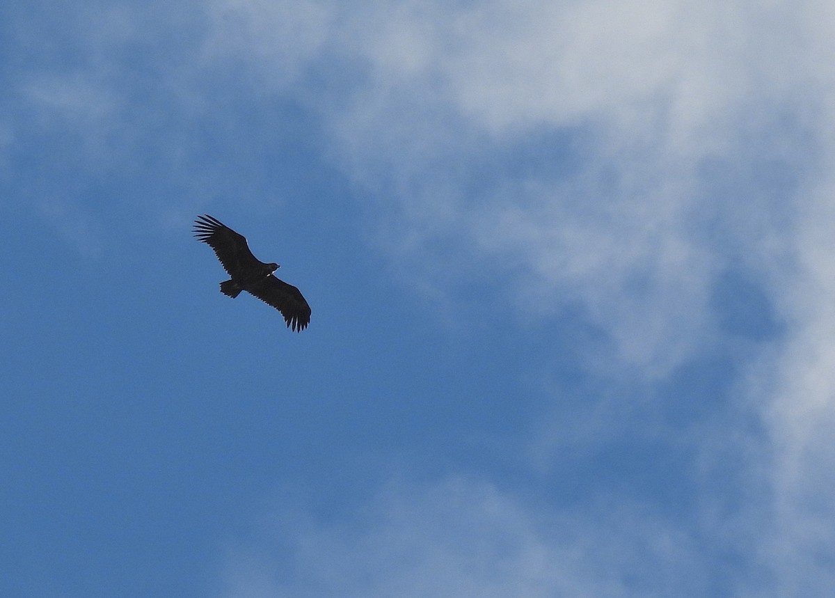 sup hnědý - ML646649326