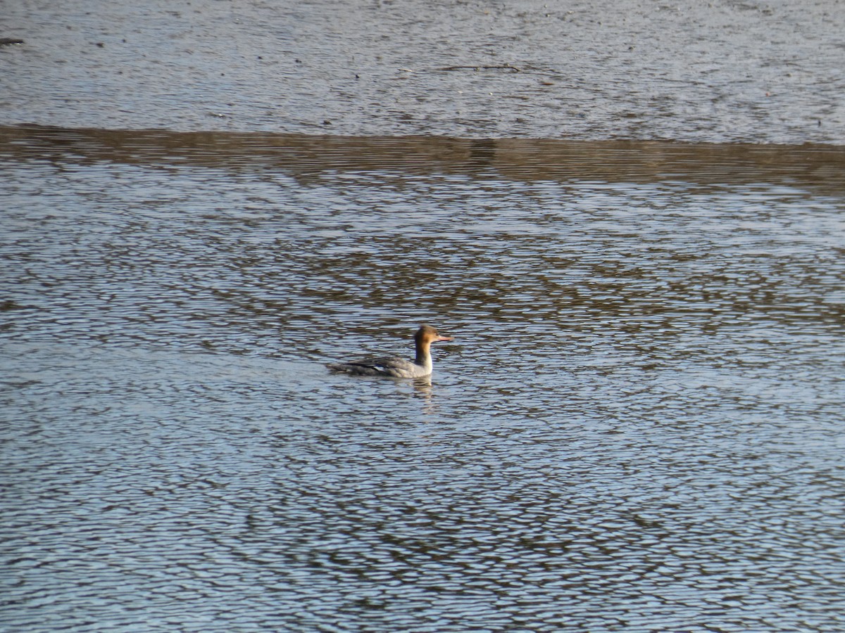 Serreta Mediana - ML646649327