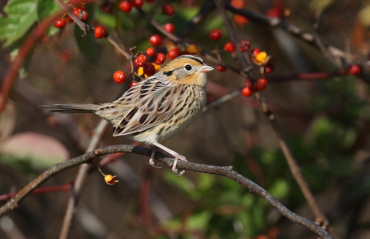 Leconte Serçesi - ML646649330