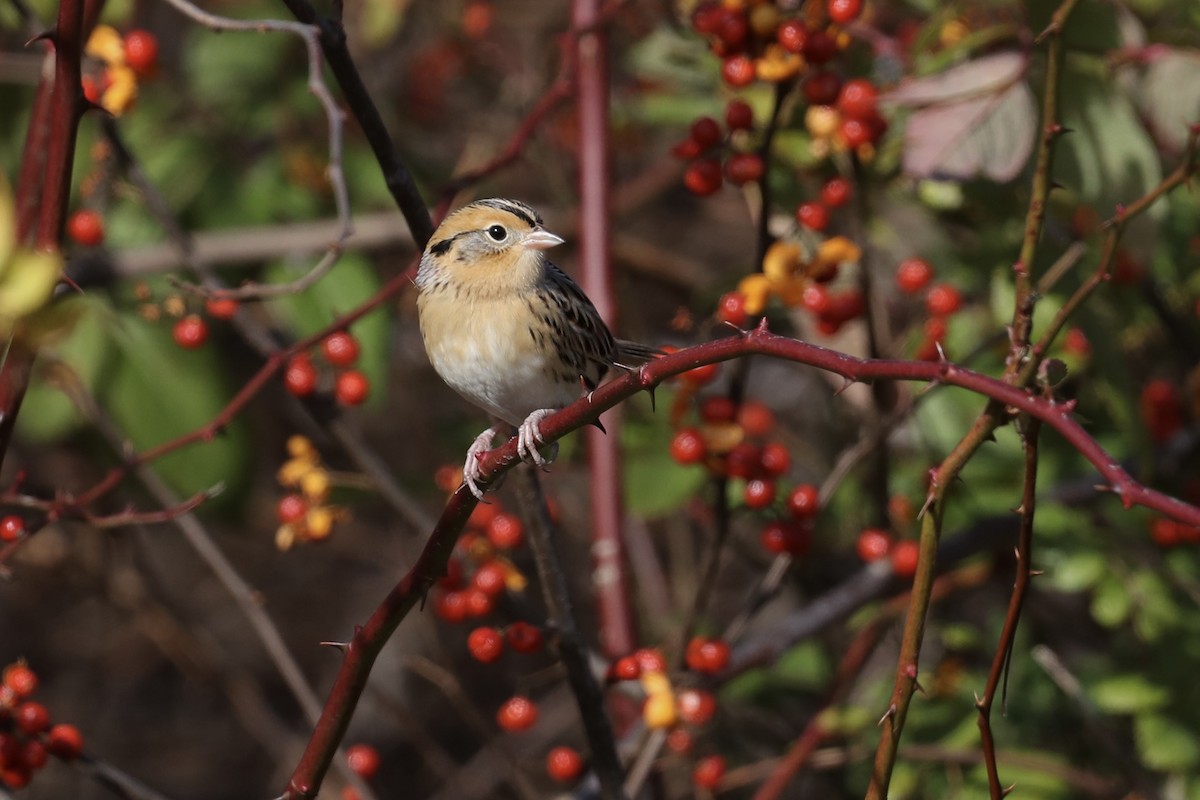 Leconte Serçesi - ML646649332