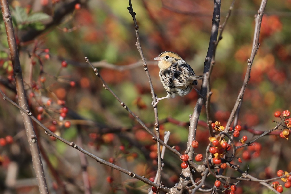 Leconte Serçesi - ML646649333