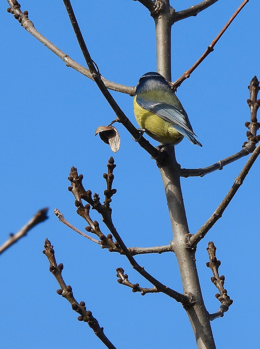 Blaumeise - ML646649342