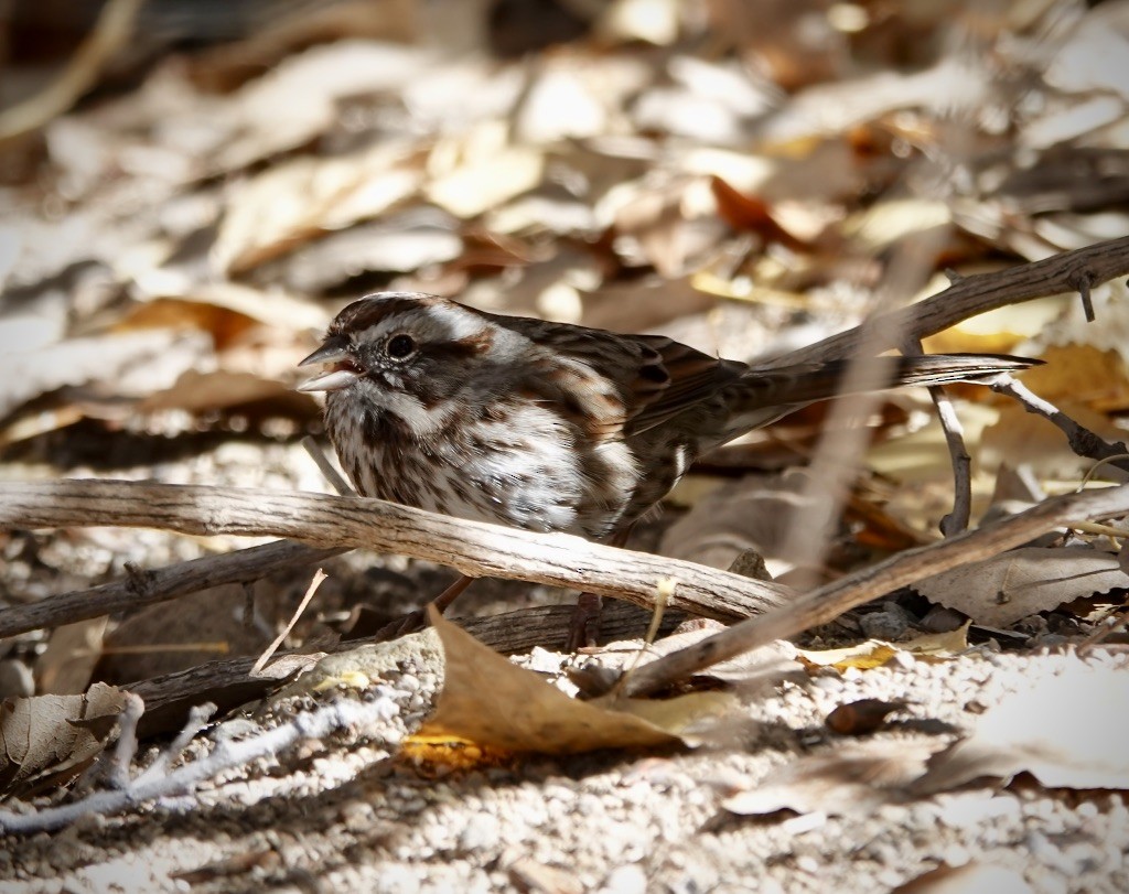 Певчая овсянка (montana/merrilli) - ML646649344
