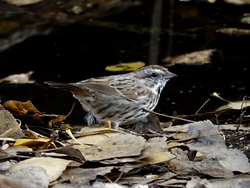 Певчая овсянка (montana/merrilli) - ML646649345