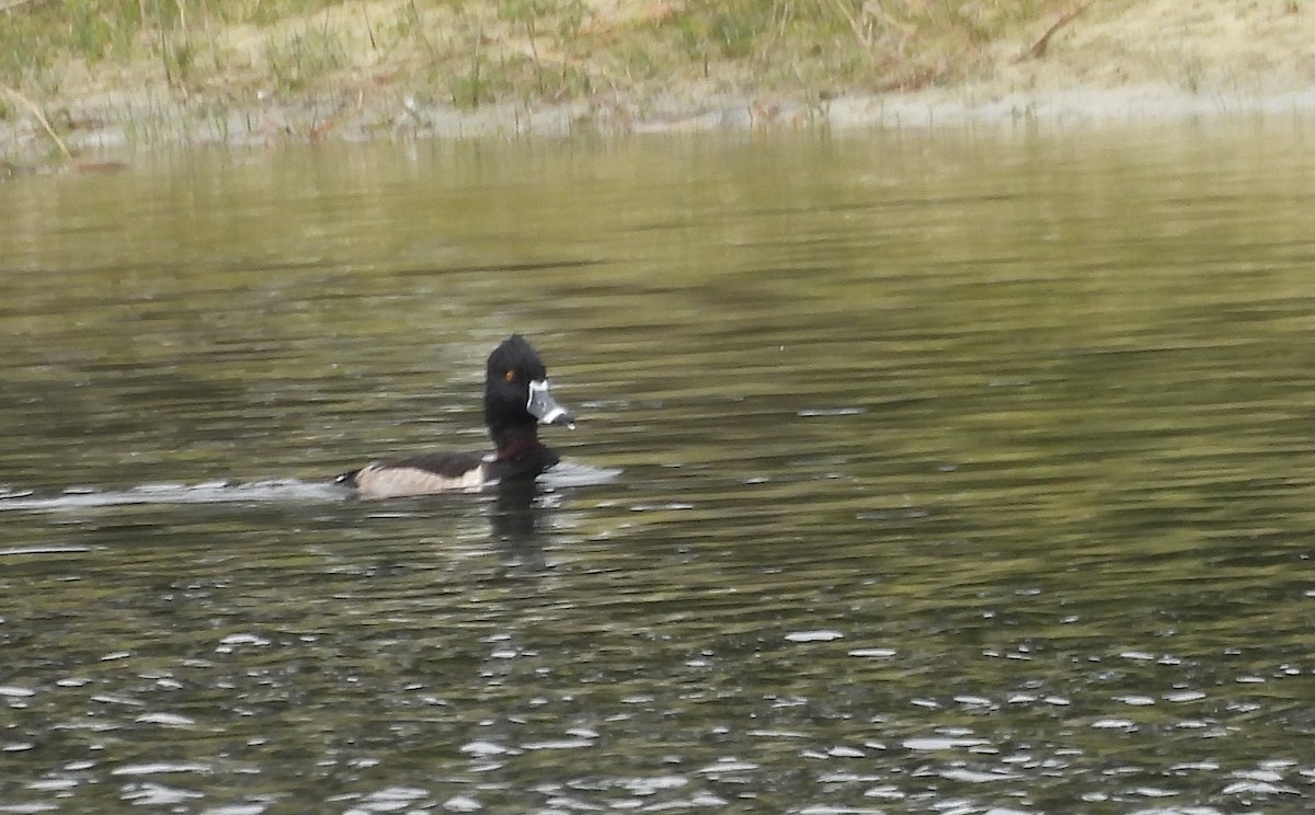 Ring-necked Duck - ML646649346