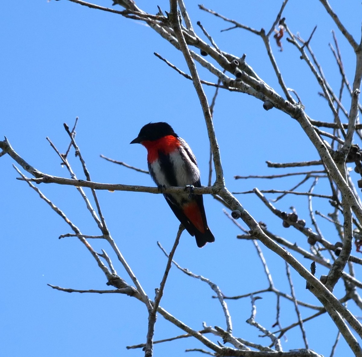 Mistletoebird - ML646649347