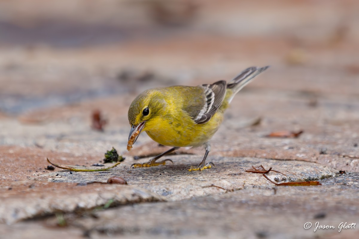 Pine Warbler - ML646649348
