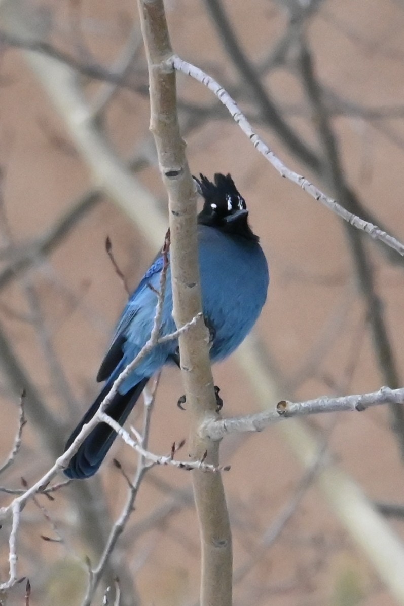 Steller's Jay - ML646649350