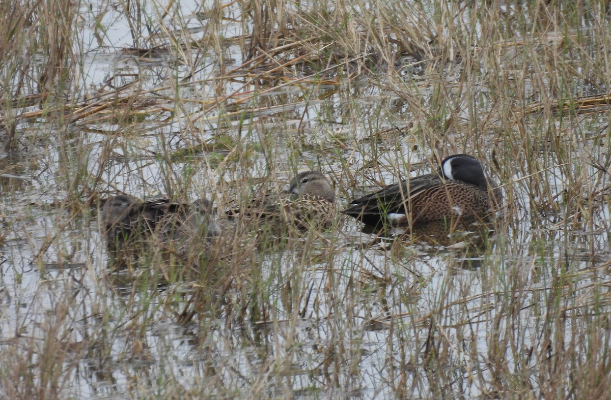 Blue-winged Teal - ML646649352