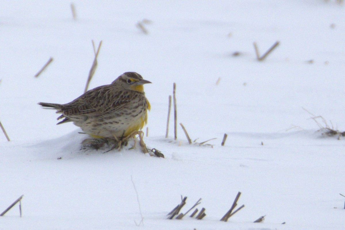 Western Meadowlark - ML646649353