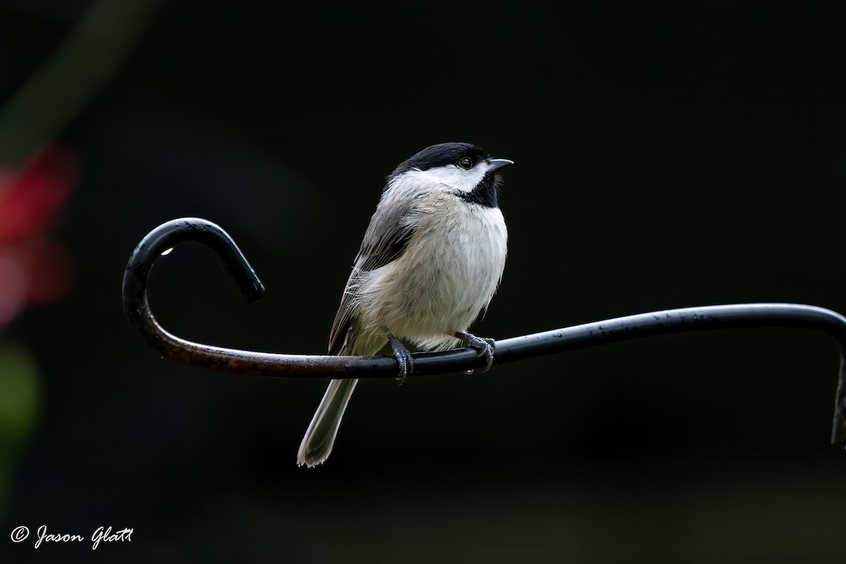 Carolina Chickadee - ML646649354