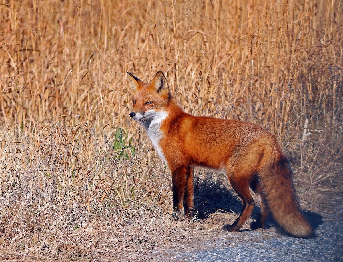 Animals - ML646649356