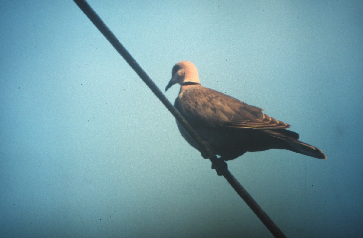 Red-eyed Dove - ML646649359