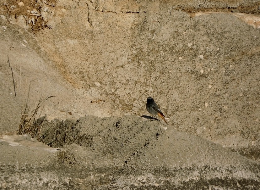 赭紅尾鴝 - ML646649362