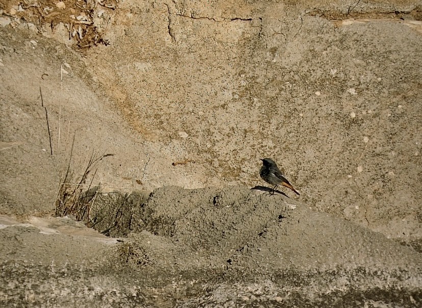 赭紅尾鴝 - ML646649363