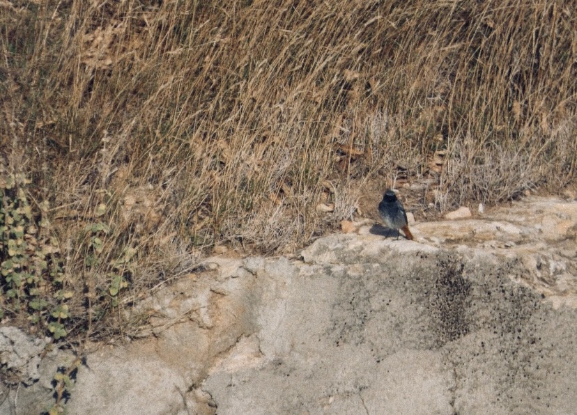 赭紅尾鴝 - ML646649364