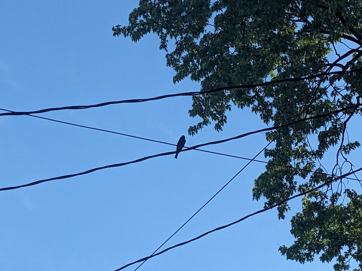 Eastern Wood-Pewee - ML646649365