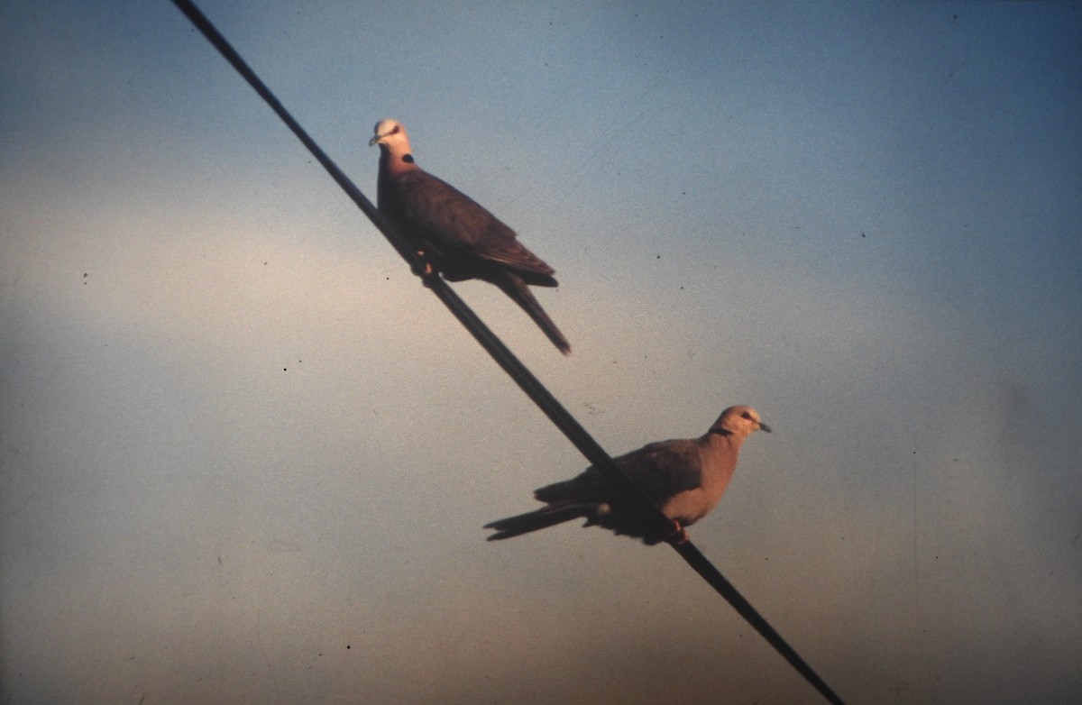 Red-eyed Dove - ML646649366